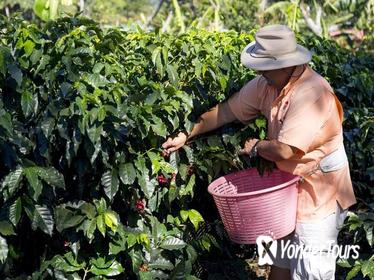 Doka Estate Coffee and Sugar Cane Tour with Butterfly Garden