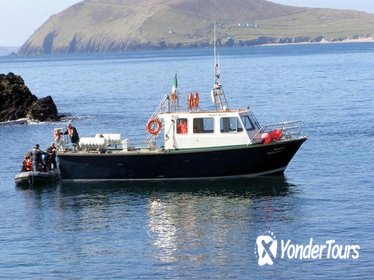 Dolphin and Whale Watching Tour from Dingle