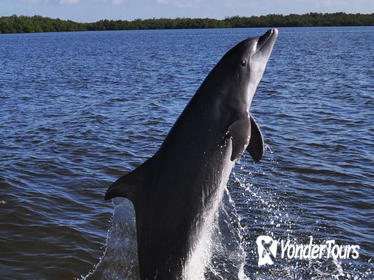 Dolphin and Wildlife Cruise in Fort Myers Beach