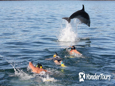Dolphin Discovery in the Bay of Islands