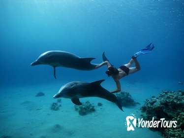 Dolphin House Sea Trip Hurghada