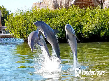 Dolphin Research Center and Florida Keys Tour