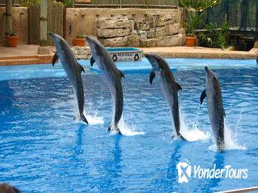 Dolphin Show at the Dubai Creek Park