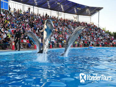 Dolphin Show in Sharm el Sheikh