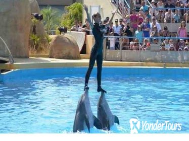 Dolphin Show, Sharm El Sheikh