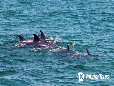 Dolphin Watching Tour by Catamaran from Lisbon