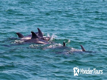 Dolphin Watching Tour by Catamaran from Lisbon