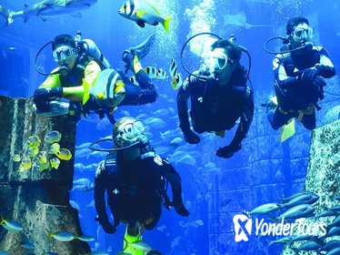 Dubai Atlantis Discover Scuba Dive