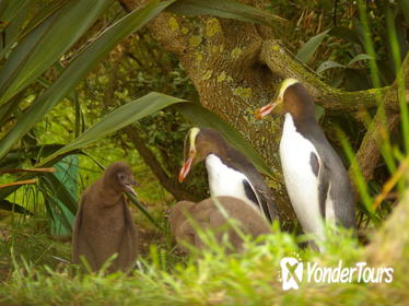 Dunedin and Otago Peninsula Wildlife Tour with Optional Larnach Castle Visit