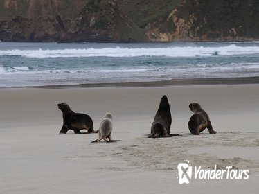 Dunedin City, Wildlife and Scenery Tour