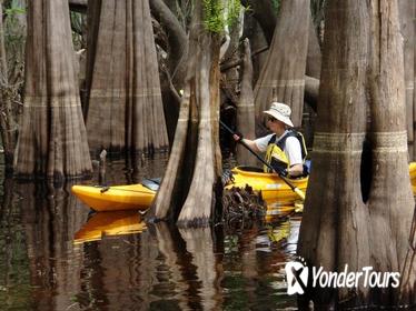 Econlockhatchee River Kayak Tour