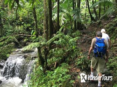 El Yunque National Forest Half Day Tour
