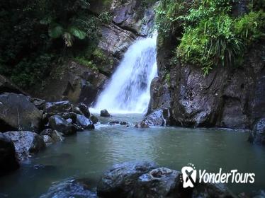 El Yunque Rainforest Guided Hiking with Waterfall Tour