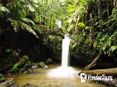 El Yunque Rainforest Hiking Adventure