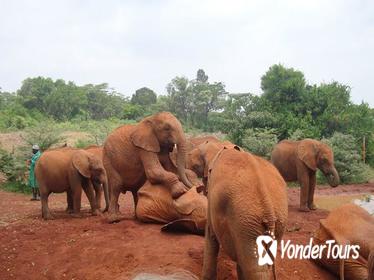 Elephants Orphanage Tour From Nairobi with Optional Giraffe Centre