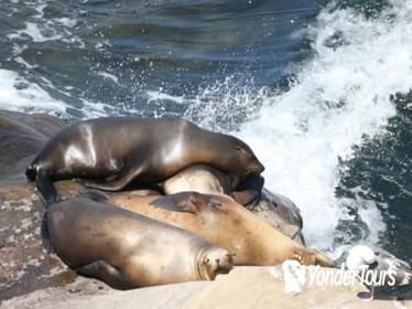 Enchanting La Jolla Small-Group Tour