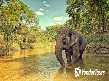 Ethical Elephant Jungle Sanctuary Tour from Phuket
