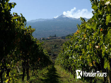 Etna and Wine Tour from Catania