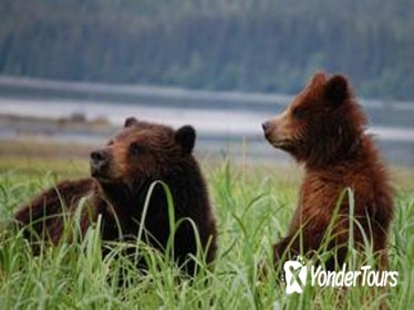 Exclusive Pack Creek Bear Viewing from Juneau