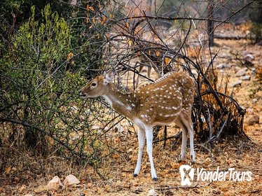 Excursion To Sariska National Park - Bhangarh Fort - Stepwell with Transports