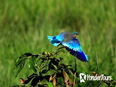 Experience Keoladeo NP Bharatpur Bird Sanctuary Same day Trip From Agra