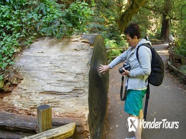 Explore California's Coastal Redwoods with Sausalito Ferry Boat Experience