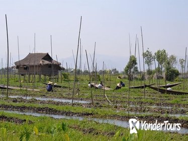 Farming around Inle Lake (Half day Guided private tour)