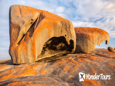 Flinders Chase Focus - Full Day Kangaroo Island Wildlife Tour