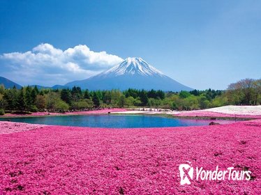 Fuji Shibazakura Festival 2019 & Mt. Fuji 5th Station Fuji Shibazakura Festival 2019 & Mt. Fuji 5th Station