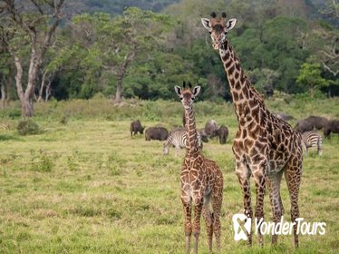 Full- Day Arusha National Park Safari from Arusha