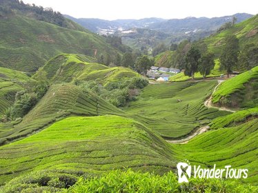 Full Day Cameron Highlands Tour