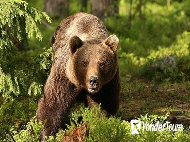 Full Day Tour of Dracula's, LiBEARty Brown Bear Sanctuary, Brasov town and Rasnov Fortress