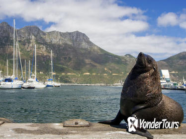 Full-Day Cape Peninsula and Hout Bay Tour from Cape Town