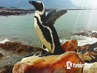 Full-Day Cape Point Peninsula and Boulders Beach Penguin Tour from Cape Town