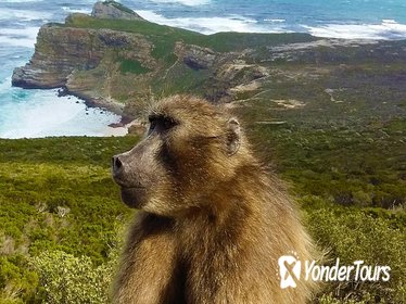 Full-Day Cape Point, Seal Island and Boulders Penguin Sanctuary Tour from Cape Town