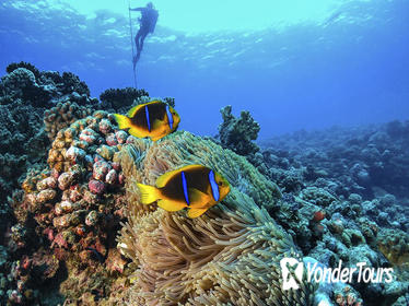 Full-Day Catalina Island Scuba Diving Tour from La Romana