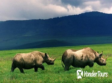 Full-Day Day Trip to Ngorongoro Crater From Arusha Town