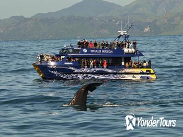 Full-Day Kaikoura Tour from Christchurch Full-Day Kaikoura Tour from Christchurch