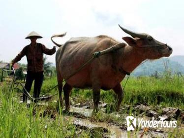 Full-Day Luang Prabang Rural Farm Experience