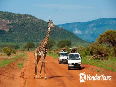 Full-Day Nairobi National Park, Elephant Orphange, Giraffe Centre and Karen Blixen Museum Tour from Nairobi