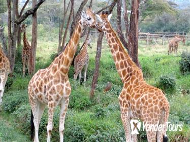 Full-Day National Museum of Kenya, Giraffe Center and Nairobi National Park Tour