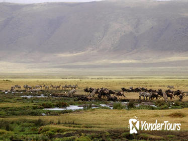 Full-Day Ngorongoro Crater Tour from Arusha Full-Day Ngorongoro Crater Tour from Arusha