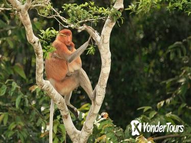 Full-Day Orangutan and Proboscis Monkey Tour from Sandakan or Kota Kinabalu