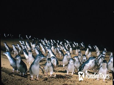 Full-Day Penguin Parade and Melbourne City Tour From Melbourne