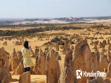 Full-Day Pinnacles Sandboarding and Yanchep National Park from Perth