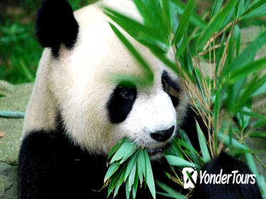 Full-Day Private Chengdu Giant Panda Breeding Center, Local Life Experience