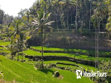 Full-Day Private Ubud Highlights Tour