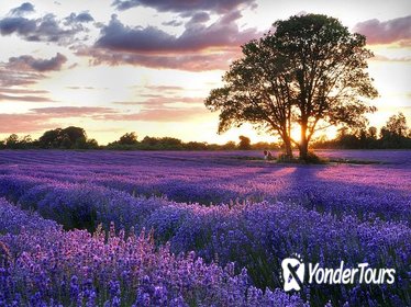 Full-Day Provence Villages and Lavender Fields Tour from Avignon