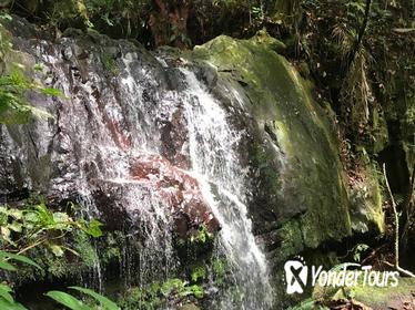 Full-Day Rainforest and Waterfall Adventure from San Juan