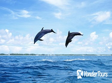 Full-Day Swimming with Dolphins and Casela Nature Park Tour in Mauritius